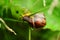 Snail in the grass, close-up