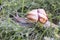 Snail in the grass covered by dew