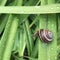 Snail grass green