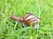 Snail on the the grass lawn