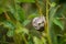 Snail on a grass, sleeping