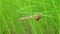 A snail on the grass. A small snail crawls along a thin blade of grass.