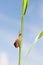 Snail on grass stem
