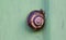 Snail on a green background. It is hiding into his shell