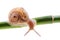 Snail on a green bamboo stem