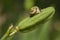 Snail on Green Fruit