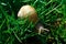 Snail in green grass. a type of large edible land snail