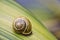 Snail on green Leaf