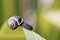 Snail on green Leaf