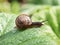 Snail on a green leaf