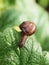 Snail on a green leaf