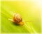 Snail on green leaf