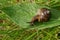 Snail on the green leaf