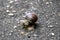 Snail and green leaf on asphalt closeup