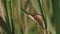 Snail on a green leaf. garden snail creeping on a green leaf close-up Cepaea hortensis . slow motions