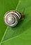 Snail at green leaf spiral form