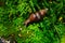 Snail on green moss background at tropical rain forest, snails crawling on mossy rocks, Beautiful animals and nature background