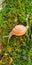 Snail on green moss and tree wildlife. Macro of animal