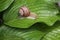 Snail on green nature leaf