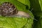 Snail on green salad leaves