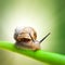 Snail on green stem