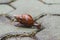 Snail on ground