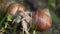 Snail on ground level macro photo