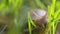 Snail on ground level macro photo