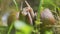 Snail on ground level macro photo