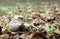 Snail on the ground and the pile of dry leaves. it is a mollusk with a single spiral shell.