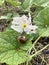 Snail on Gymnopetalum integrifolim flower plants in nature garden