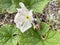 Snail on Gymnopetalum integrifolim flower plants in nature garden