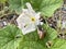 Snail on Gymnopetalum integrifolim flower plants in nature garden