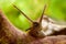 Snail on the hairy carnivorous plant