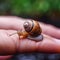 Snail in Hand