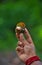 Snail on hand,beautiful Snail,snail with green background