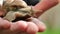 Snail on a hand close-up. Snails in the garden. Slugs and snails. Pests and insects in the garden