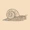 Snail hand drawn. Vintage line engraving style. Vector illustration