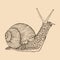 Snail hand drawn. Vintage line engraving style. Vector illustration