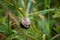 Snail hanging on a grass branch