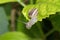 Snail hanging on a leaf