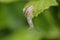 Snail hanging on a leaf