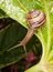 Snail hanging off leaf