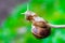 Snail hanging on a thin branch