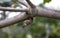 Snail hanging from a tree branch