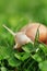 Snail. Helix pomatia.