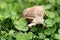 Snail. Helix pomatia.