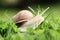 Snail (Helix pomatia)