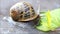 Snail Helix pomatia crawling on leaf