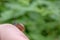 Snail Helix pomatia with gray skin and brown whorls shell crawling on wrist of pink human hand, its antennae protruding